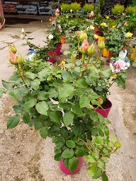 Photo n°30 de Serres des Lacs SARL à Cornas (Jardinerie)