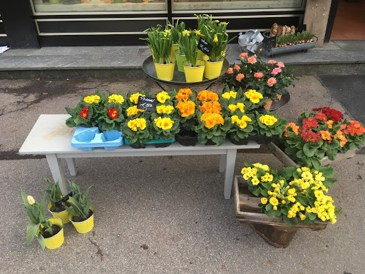 Blumen-Specht - Visual