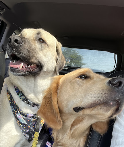 Chanticleer Veterinary Hospital Gallery - United States