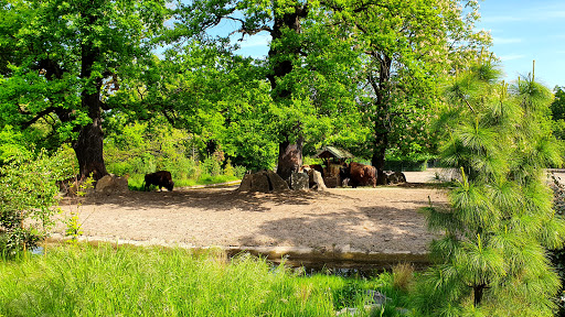 Bisoninsel - Visual