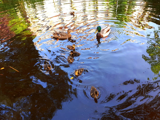 Estanque dos patos - Thumbnail