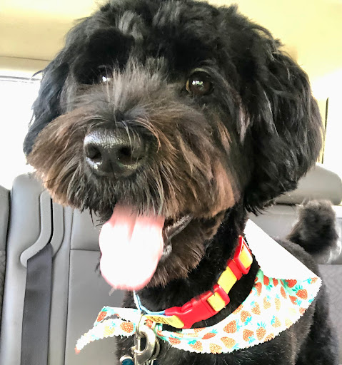 Pete & Mac's Pet Resort Palatine - Thumbnail