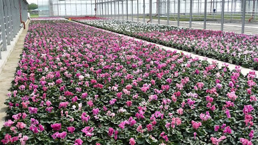 Gärtnerei Karl Gleissner Blumengeschäft Gallery - Germany