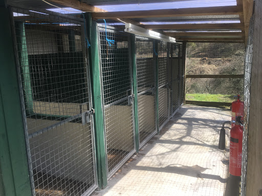 Pantymilah Kennels& Cattery trading as Pantymilah ltd