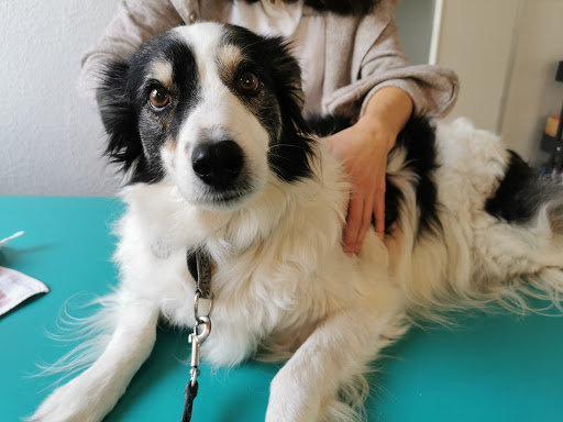 Tierphysio-Giessen - Thumbnail
