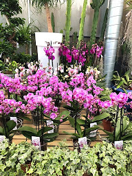 Photo n°12 de Jardinerie Peyre à Embrun (Fleuriste)