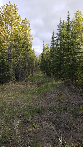 Sundre Nature Boardwalk Gallery - Canada