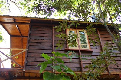 Photos of The Thick Forest