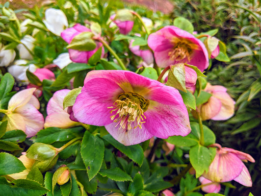 Colesbourne Gardens