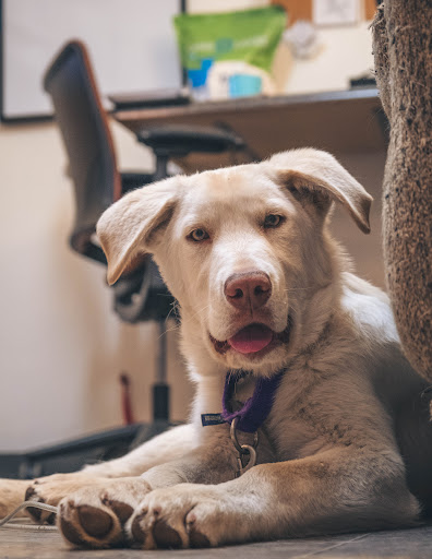 Humane Society of Western Montana