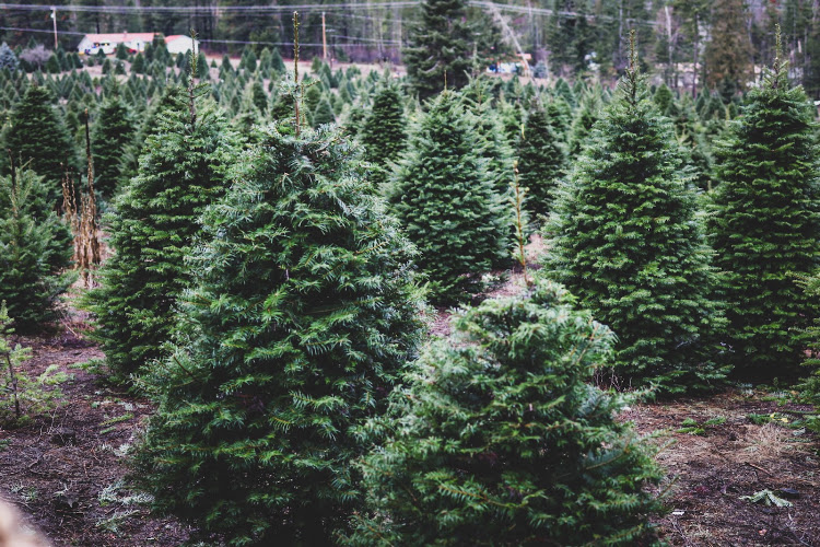 Bethlehem Pines