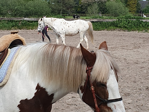 Pferde- und Ponyhof Schütte - Thumbnail