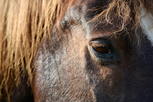 Photo n°6 de Domaine D'hippios à Montceaux (Orthophoniste)