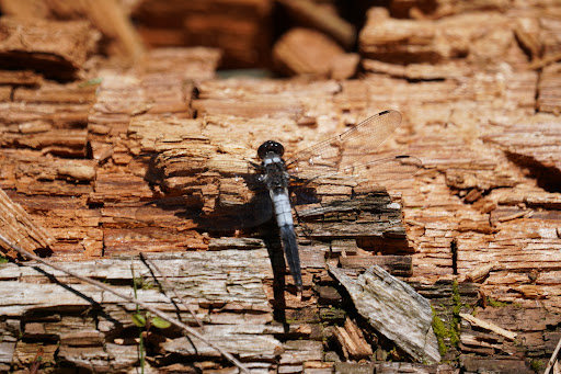 Long Pond Trailhead - Thumbnail