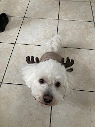 Photo n°22 de Clinique vétérinaire 7VET7 de Vincennes à Vincennes (Vétérinaire)