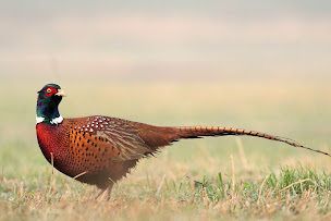 Photo n°3 de Roumaillac à Ambarès-et-Lagrave (Fabricant de couteaux)