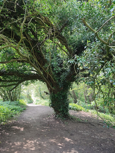 Riverside Oak - Thumbnail