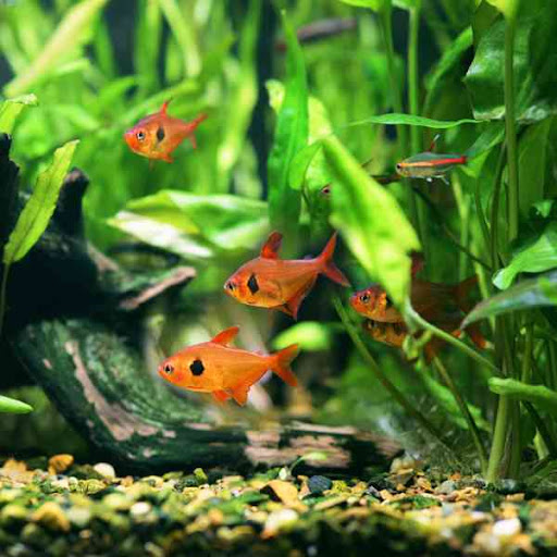 Aquarium Pflanzen Fische - Thumbnail