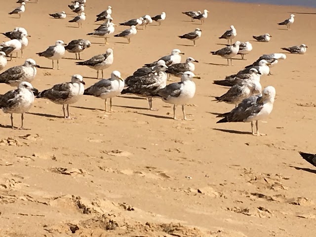 Praia da Rocha