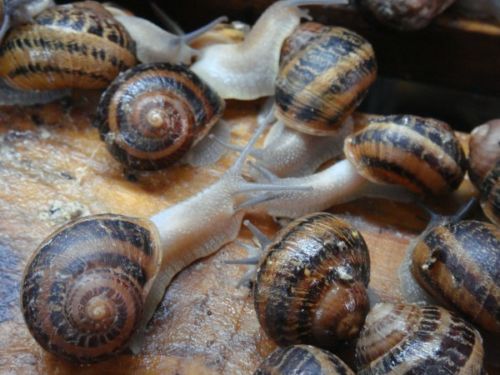 SnailsInTheMail.com - Visual