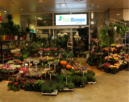Gala Blumen - Thumbnail