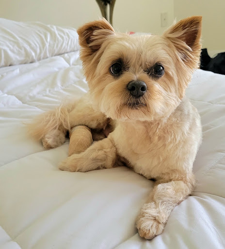 Big Paws Animal Hospital - Thumbnail