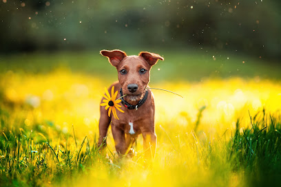 Pfotenblitzer Tierfotografie