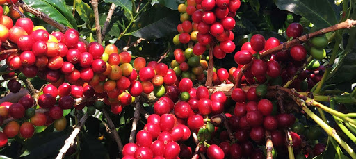 Boquete Hospitality Group