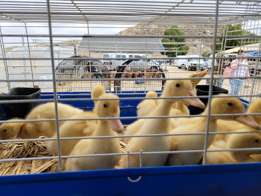 Winchester Swapmeet - Thumbnail