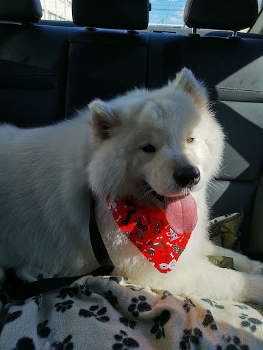 Barking Beauties Pet Salon - Thumbnail