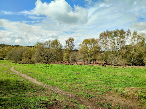 Highgate Common - Visual