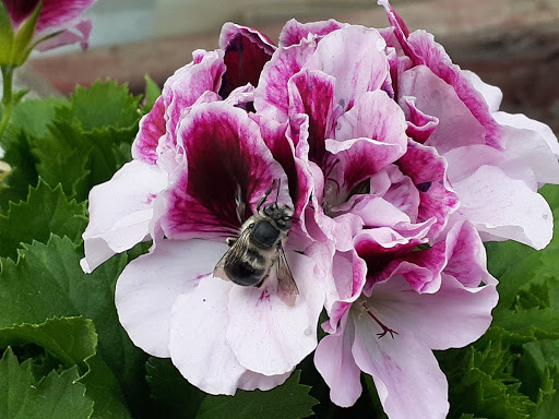 King's Eastside Greenhouse - Thumbnail
