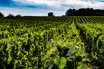 Champagne Arnaud De Cheurlin à Celles-sur-Ource