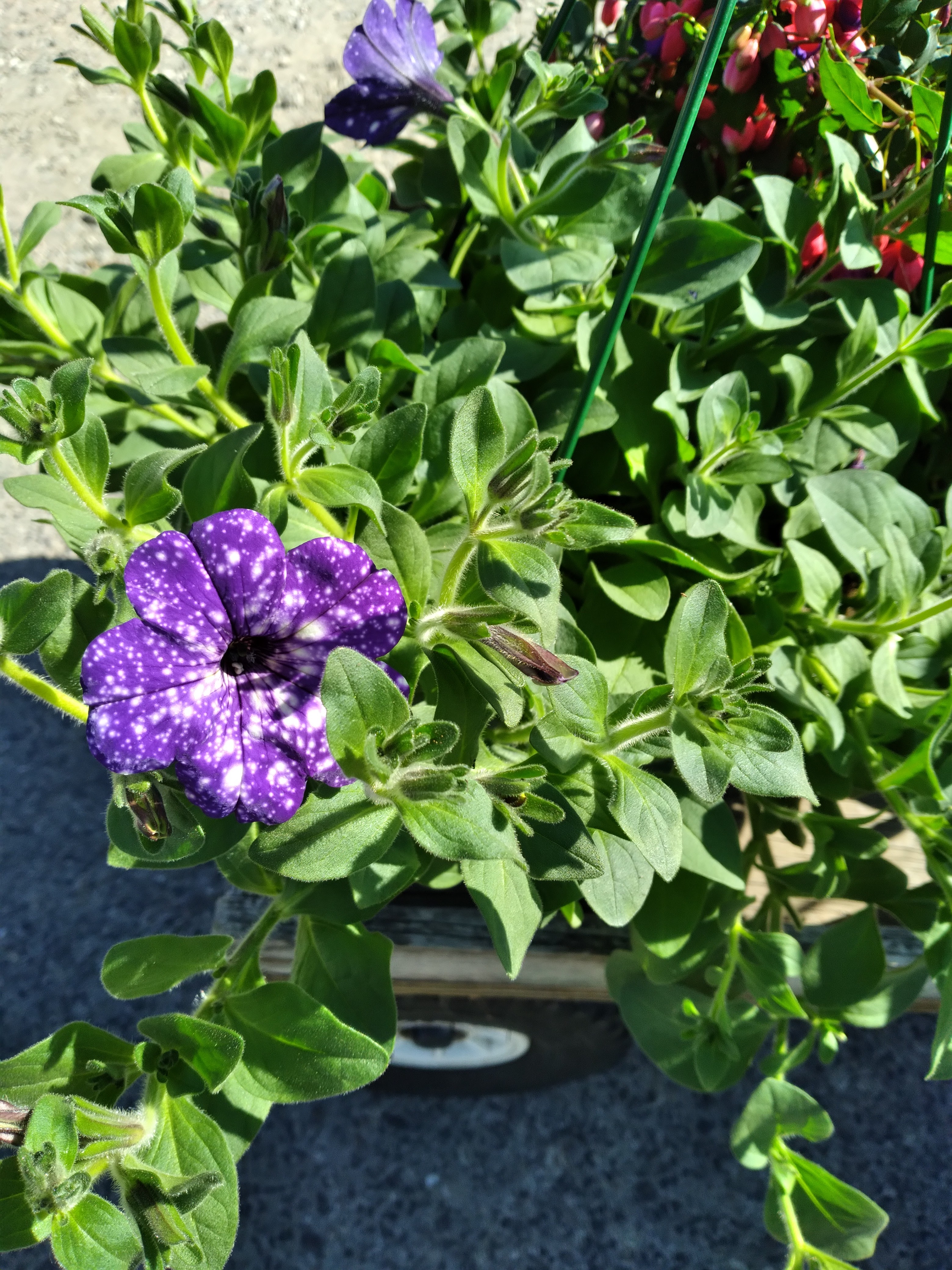 Flowermania