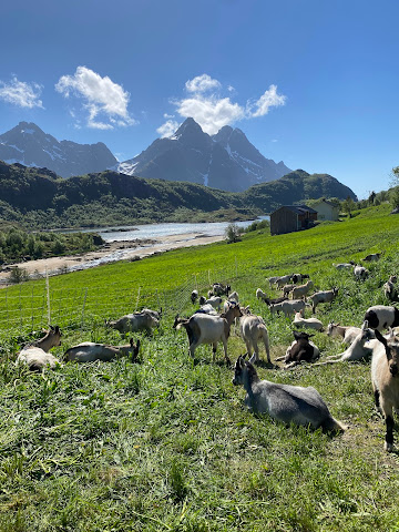 Lofoten Gårdsysteri by null