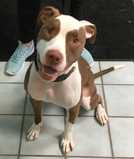 Petvacx Animal Hospital - Thumbnail