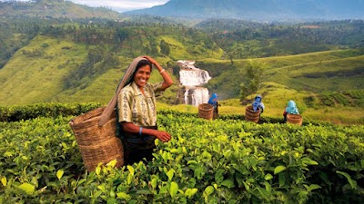 Photos of Look Lanka Tours
