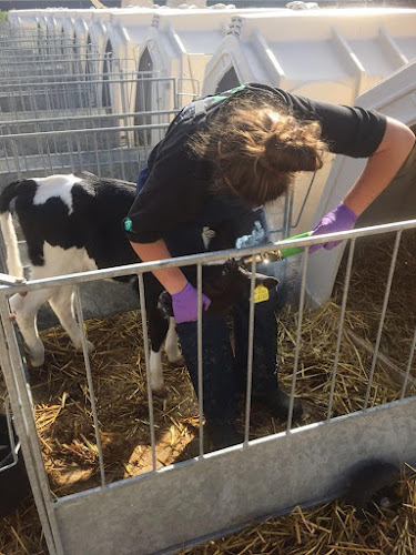 LLM Farm Vets, Preston