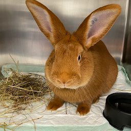 Photo n°4 de Clinique Vétérinaire de la Torse Vétérinaire NAC - AIXOTIC à Aix-en-Provence (Vétérinaire)