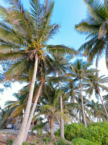 Xcalak Caribe Lodge by null