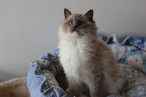 Chatterie Des Topaz' Catelina à Flers-en-Escrebieux