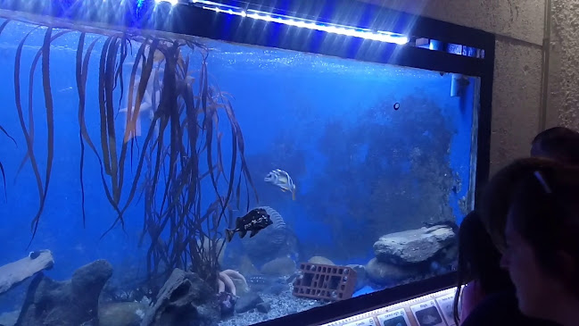 Acuario-Hatchery Los Vilos