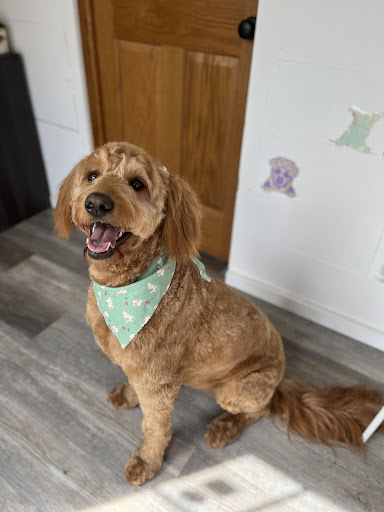 Bark Avenue Grooming Boutique LLC - Thumbnail