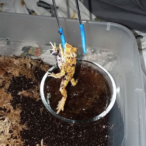 BP Reptiles - Thumbnail