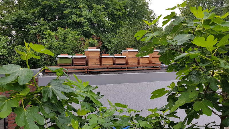 MieneBiene - Hobbyimkerei Mario Kamphoff