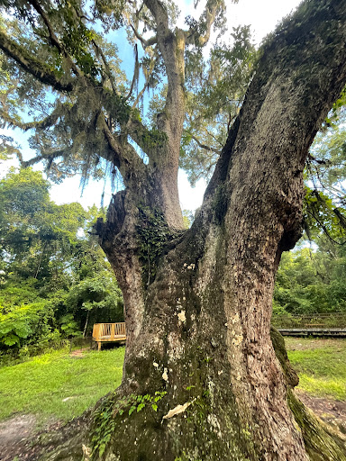 Jackson Oak - Visual