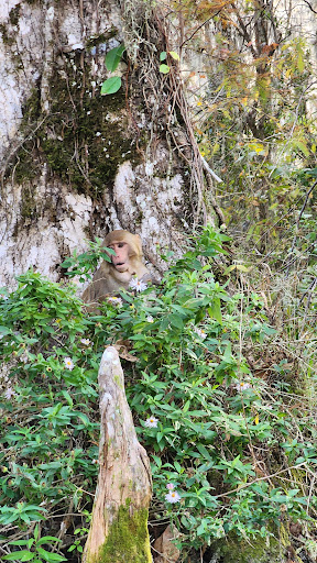 Monkey place - Visual