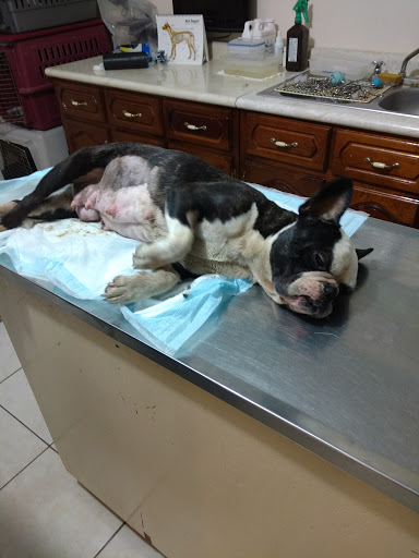 Veterinaria Sneider - Thumbnail