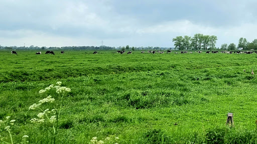 Barschlüte - Visual