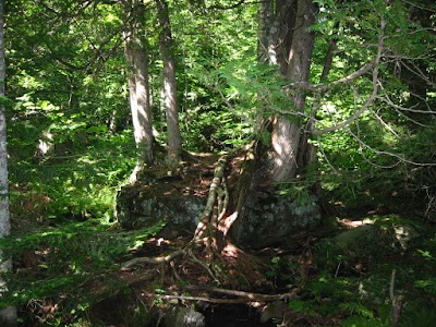 Photos of Estivant Pines